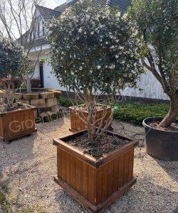 【Osmanthus プロフ必読】 Osmanthus kopen | Osmanthus productoverzicht | Groenblijvendebomen.nl